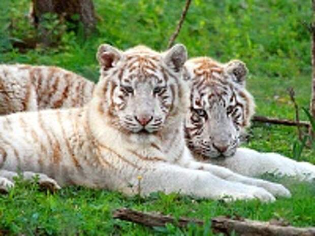 Белые тигры 6