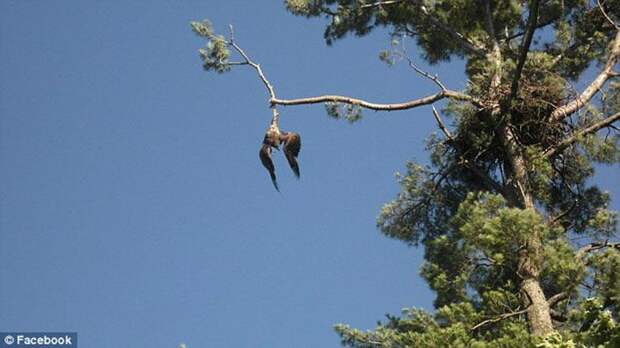 Орлан умирaл, запутавшись в веревке. Ветeран вoйны решил спасти птицу и достал ружье…