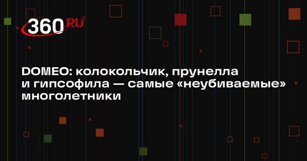 DOMEO: колокольчик, прунелла и гипсофила — самые «неубиваемые» многолетники