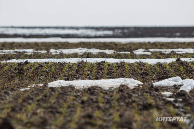 «Ярсу яз – уңышка куркыныч тудыра»: аномаль кыш уҗымнарның ныклыгын сыный