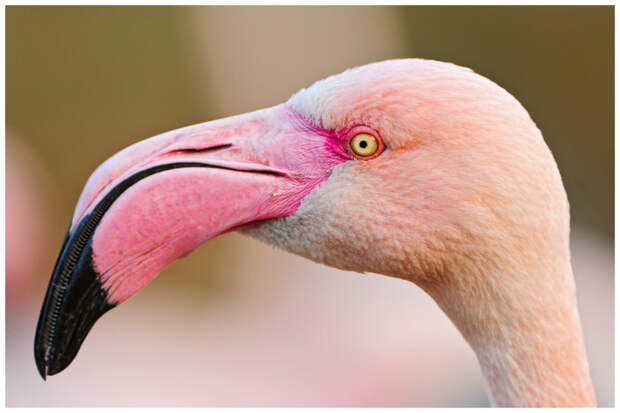 Фламинго. Фламинго своим клювом фильтруют воду - в верхней части ключа есть волоски-фильтры интересное, клювы, птицы, удивительное, фауна