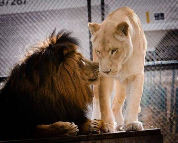 Как любовь льва спасла (7 фото)