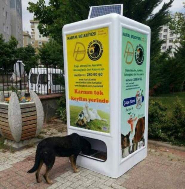 Картинки по запросу Автомат, который кормит бездомных животных стамбул
