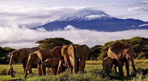 Килиманджаро