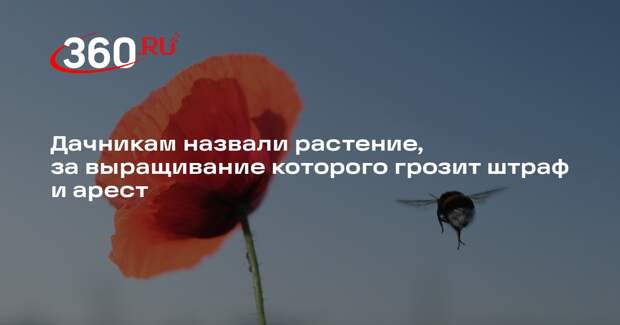 Юрист Рыбченко: дачникам грозит штраф и арест за выращивание мака рода Papaver
