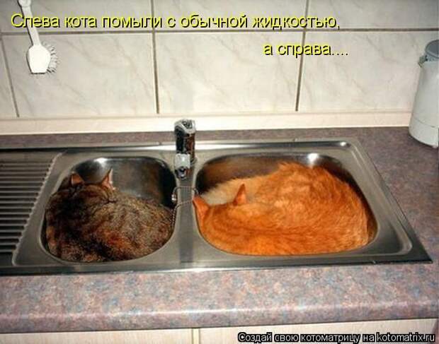 Лучшие котоматрицы недели (50 фото)