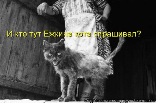 Новая котоматрица недели (39 фото)