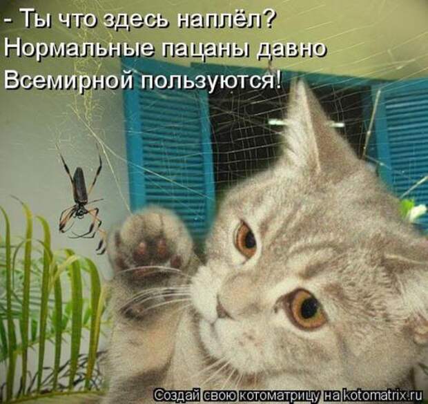 Котоматрицы(картинки с надписями)