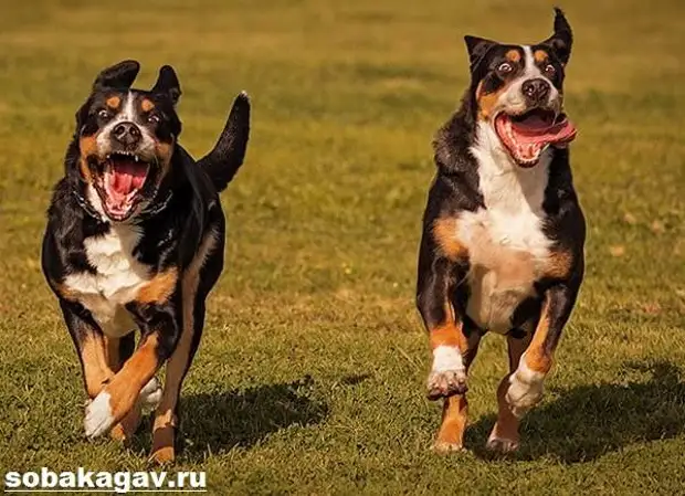 Швейцарский зенненхунд собака. Описание, особенности, уход и цена породы