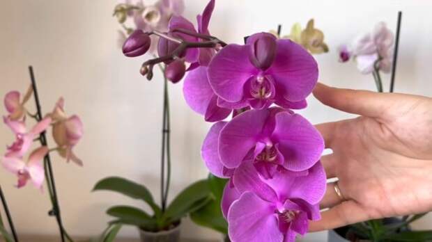 Яичная скорлупа — это потрясающее питание для орхидей