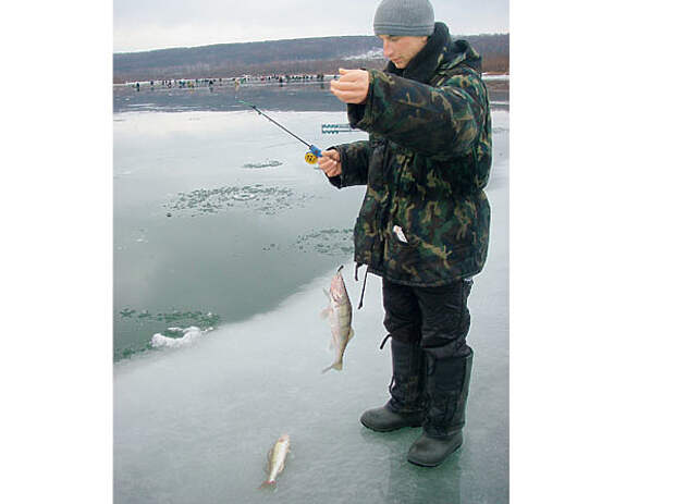 Рыбалка в узбекистане на судака. В какую погоду клюет судак зимой. Рыбалка в шатуре на судака. В какую погоду клюет судак зимой. Рыбалка зимой на судака на каме на ратлины.