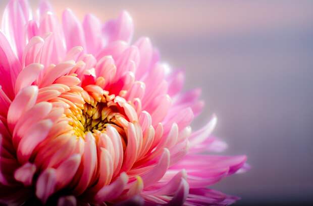 chrysanthemum-202483_960_720 alt