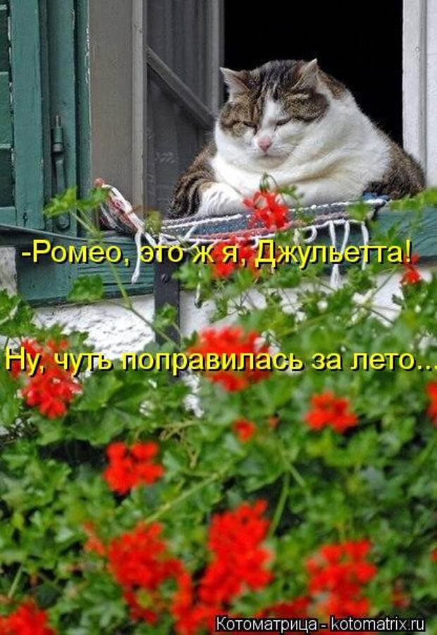 Котоматрица: -Ромео, это ж я, Джульетта! Ну, чуть поправилась за лето...