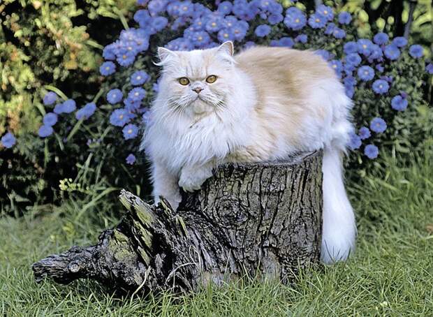 О многих повседневных вещах персидский кот имеет лишь весьма приблизительное представление. Фото: GLOBAL LOOK PRESS