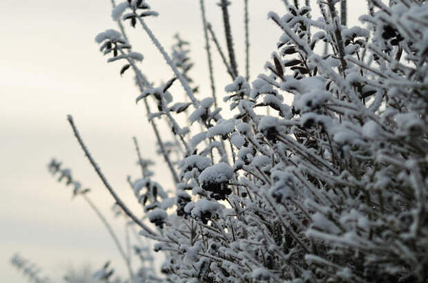 Зима — лучшее время для стрижки живой изгороди