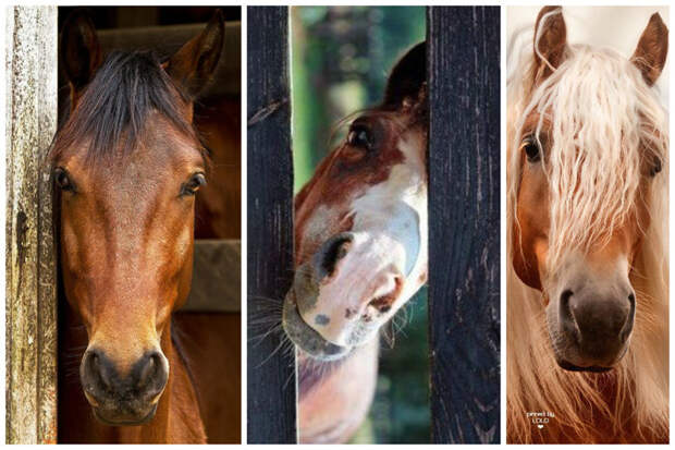 Лошади способны различать эмоции в человеческом голосе. животные, интересное, кони, красота, лошади, масть, факты, фауна