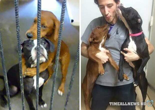 Благодаря фотографии бездомные животные, обреченные на смерть, нашли нового хозяина