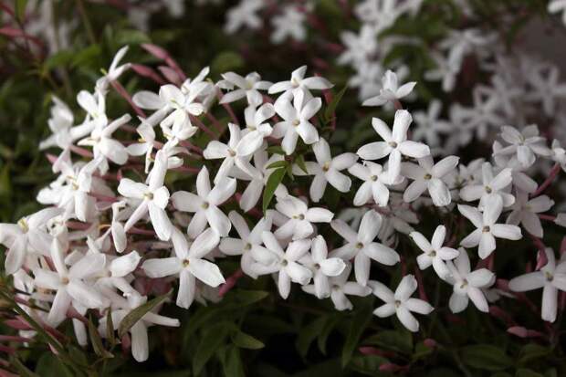 Жасмин сплющенный (Jasminum decussatum)