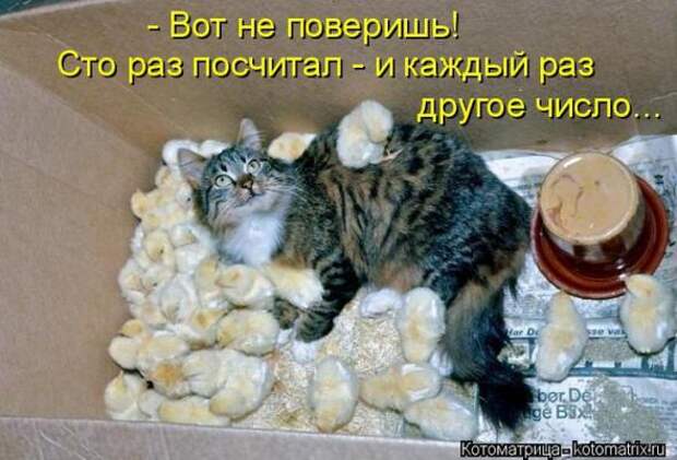 Котоматрицы(картинки с надписями)