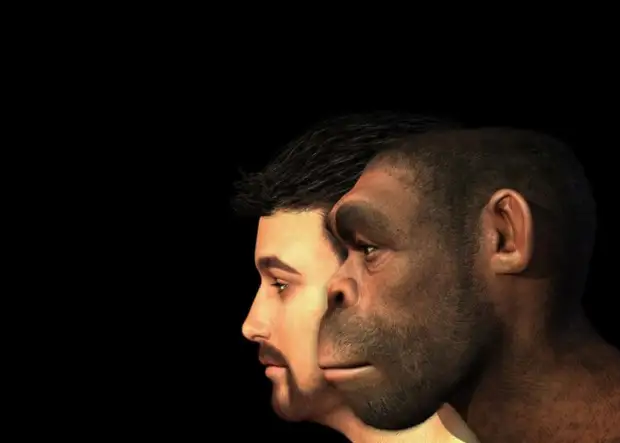 Почему головной мозг современных людей меньше, чем у далеких предков?