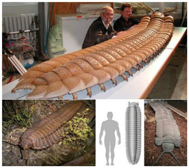 Arthropleura - родоначальник многоножек. Достигал в длину более 2,5 метров. Это самые большие беспозвоночные животные из когда-либо найденных. многоножки, насекомые, сколопендра, фауна