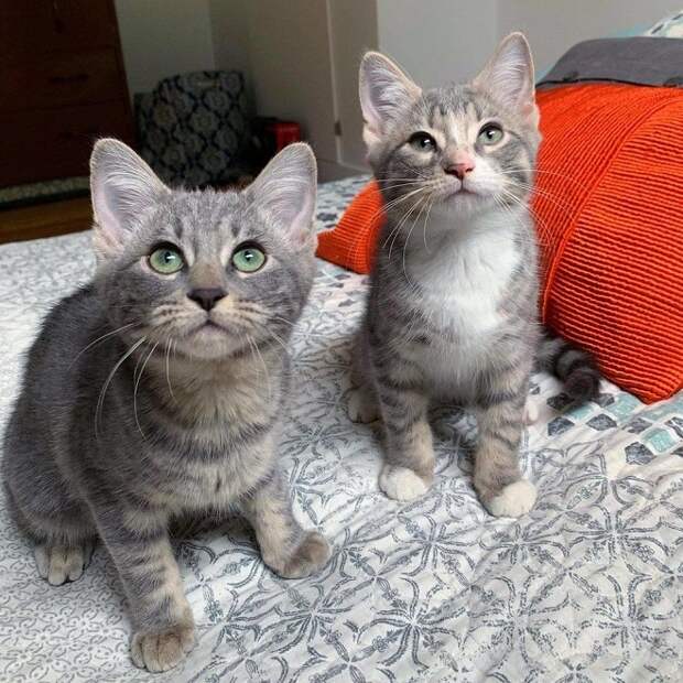Котята на кровати Два котенка
