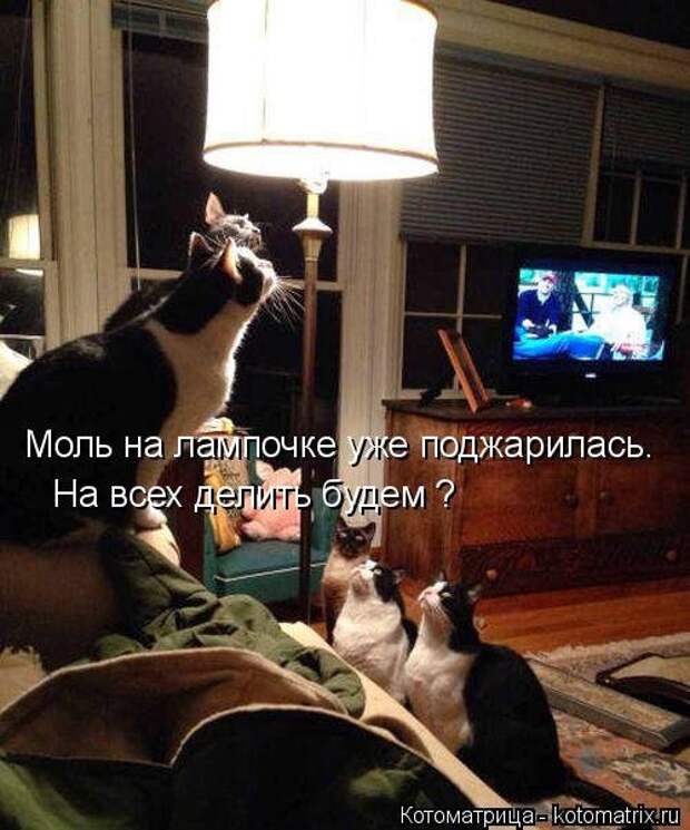 Новая отличная котоматрица (38 фото)