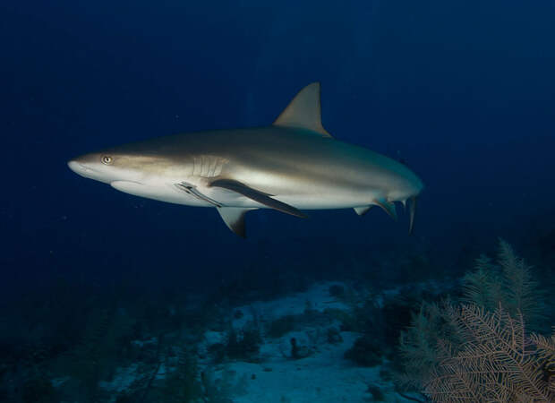 Галапагосская серая рифовая акула