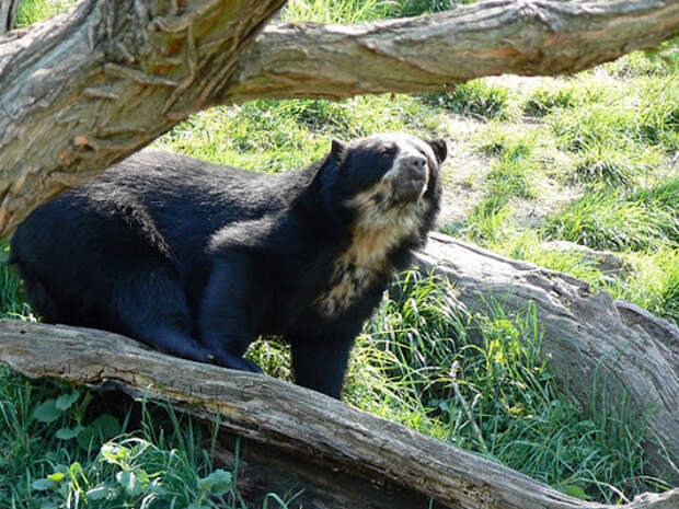 Очковый медведь - Фото и статья