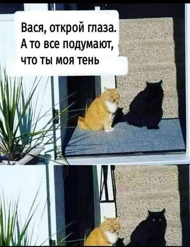 На изображении может находиться: кот, текст «вася, открой глаза. A TO все подумают, что ты моя тень N»