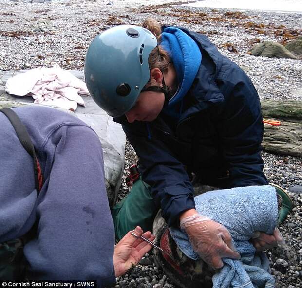 В Великобритании зоозащитники спасли тюленя от сети, которая чуть не разрезала животному горло