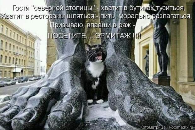 Лучшие котоматрицы недели (50 фото)