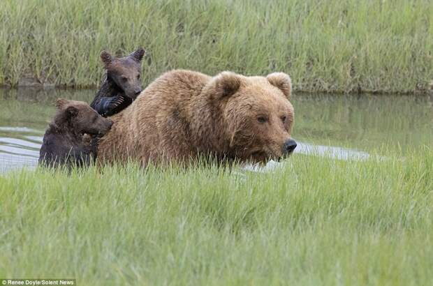 Заботливая мама: медведица перенесла через реку боящегося воды детеныша животные, медведь