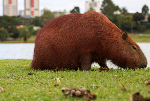За избиение беззащитной капибары арестовали восемь человек
