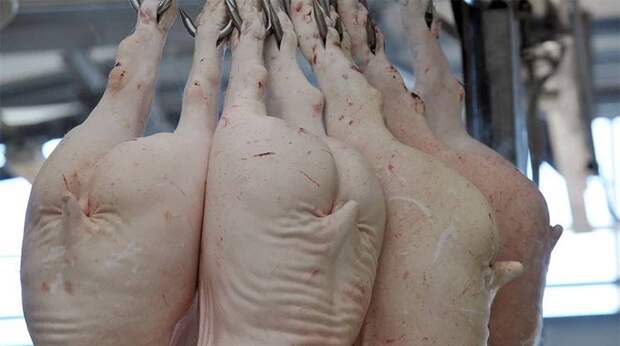 Агропром: второе дыхание у свиноводов