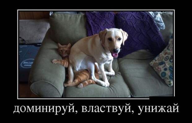 Демотиваторы демотиваторы, прикол, юмор