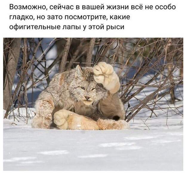 Веселые картинки для позитивного настроения (10 фото)