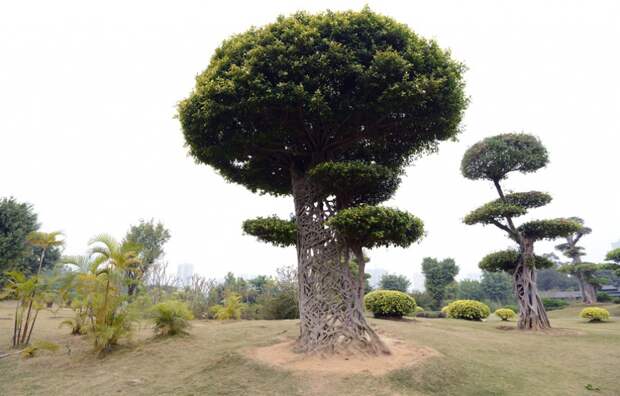Необычные деревья из разных уголков планеты