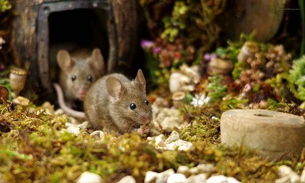 https://twizz.ru/wp-content/uploads/2018/11/miniature-mice-family-house-simon-dell-57.jpg