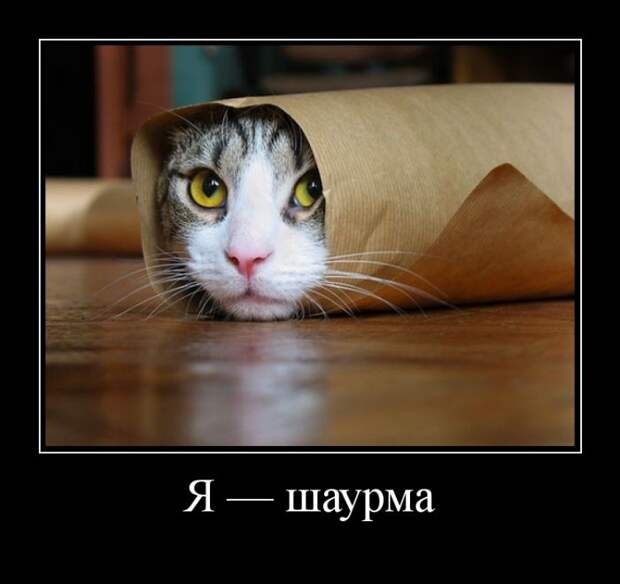 Демотиваторы (30 фото)