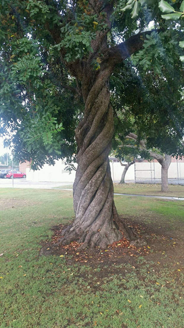 Идеально извилистое дерево.