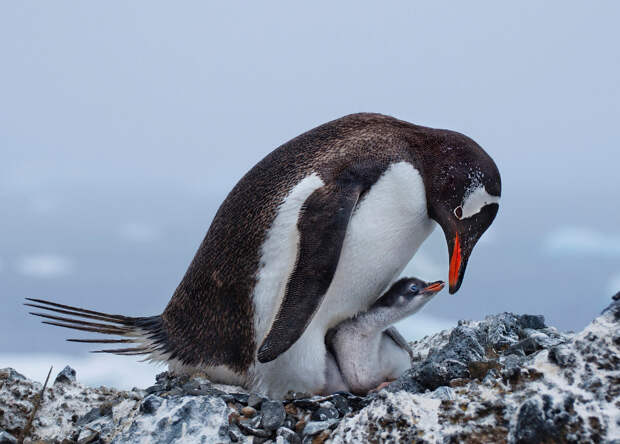 Папуанский пингвин и его птенец