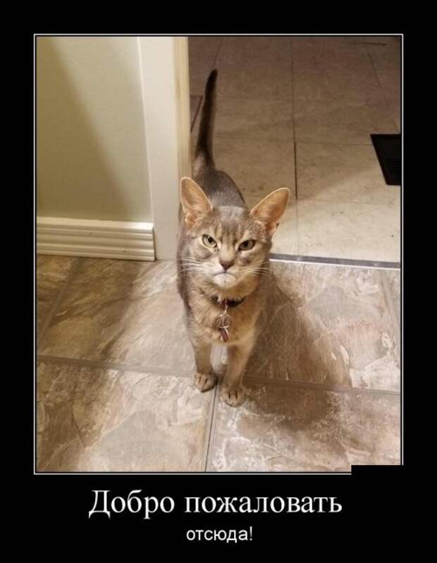 Демотиваторы (30 фото)