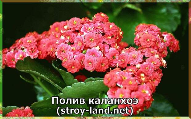 Полив каланхоэ