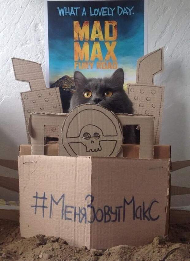 30 веселых фотографий с животными 30 веселых фотографий с животными