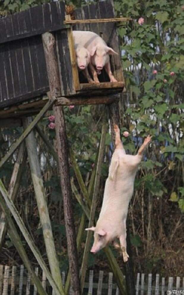 Китайский фермер научил свиней нырять с вышки свинина, свиньи, сельские хозяйство, спорт