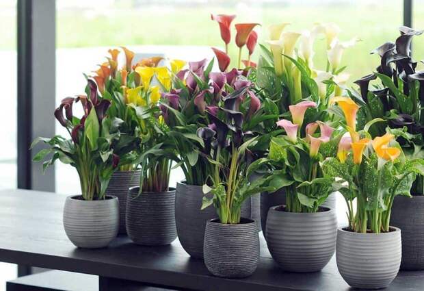Цветы каллы — уход и выращивания в домашних условиях