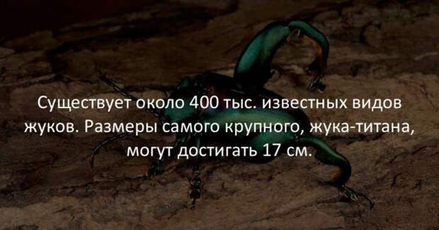 Интересные факты (40 картинок)