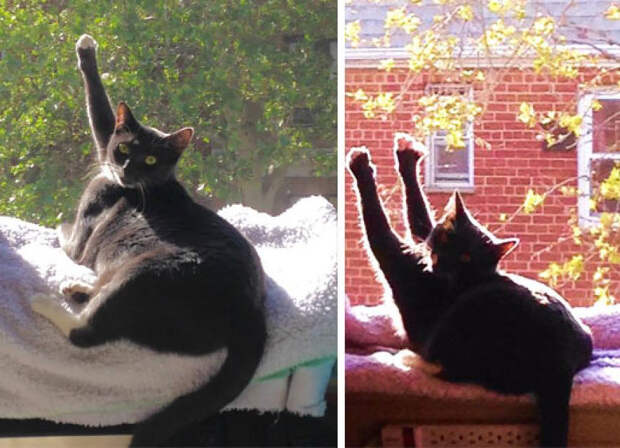 Кошки, которые любят тепло