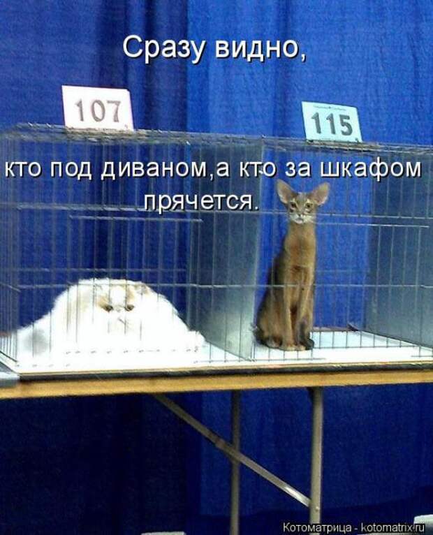 Котоматрицы(картинки с надписями)